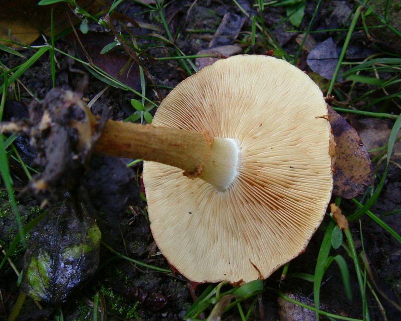 Pholiota lucifera?